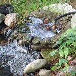 Rhubarb Garden Leaf and pond