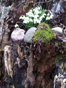 snowdrops 2013