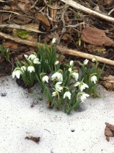 Snowdrops