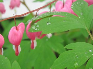 bleeding heart