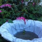 Bowl and Bleeding Heart